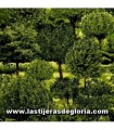 Tela árboles del bosque colección Danscapes Spring de RJR Fabrics
